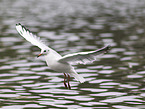 black-headed gull