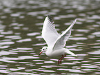 black-headed gull