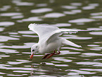 black-headed gull