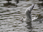 black-headed gull