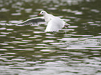 black-headed gull