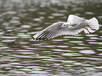 black-headed gull