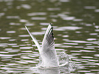black-headed gull