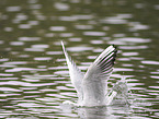 black-headed gull