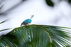 black-knobbed pigeon