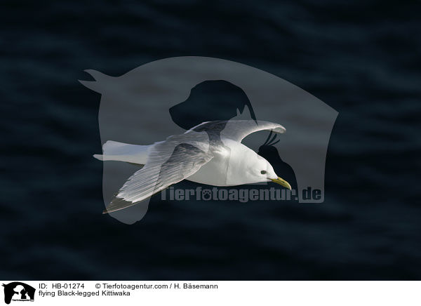 flying Black-legged Kittiwaka / HB-01274