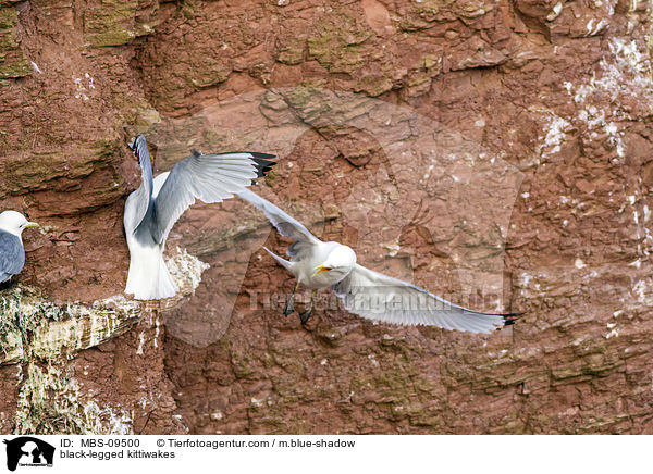 Dreizehenmwen / black-legged kittiwakes / MBS-09500