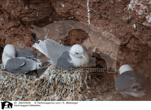 Dreizehenmwen / black-legged kittiwakes / AM-04608