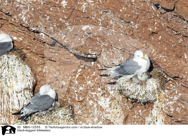 Dreizehenmwen / black-legged kittiwakes / MBS-12555