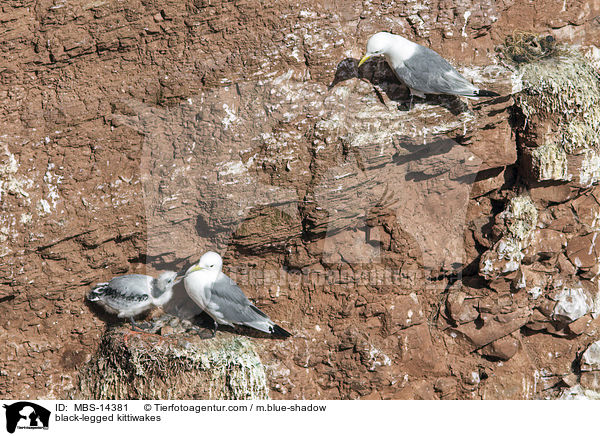 black-legged kittiwakes / MBS-14381