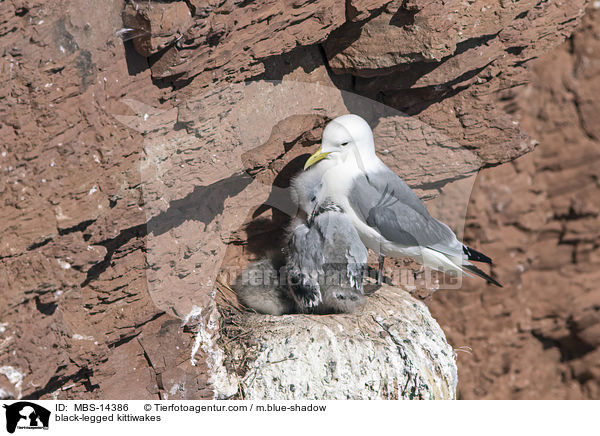 Dreizehenmwen / black-legged kittiwakes / MBS-14386