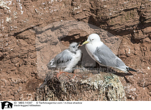 Dreizehenmwen / black-legged kittiwakes / MBS-14387