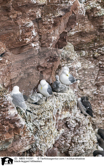 black-legged kittiwakes / MBS-14391