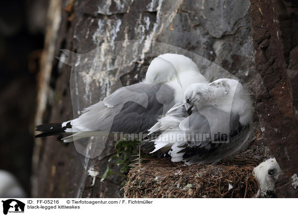 Dreizehenmwen / black-legged kittiwakes / FF-05216