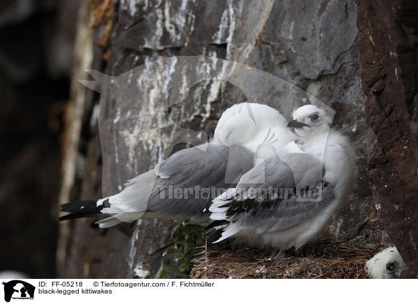 Dreizehenmwen / black-legged kittiwakes / FF-05218