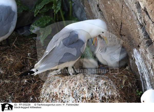 Dreizehenmwen / black-legged kittiwakes / FF-05228