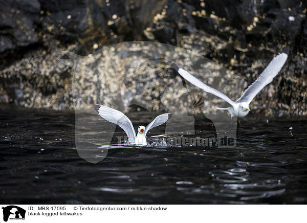 Dreizehenmwen / black-legged kittiwakes / MBS-17095