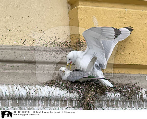 black-legged kittiwakes / HB-02258