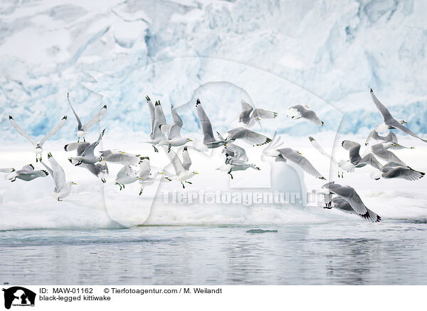 Dreizehenmwe / black-legged kittiwake / MAW-01162