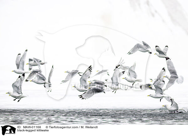 Dreizehenmwe / black-legged kittiwake / MAW-01168