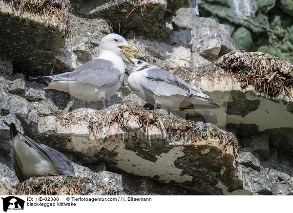 Dreizehenmwe / black-legged kittiwake / HB-02388