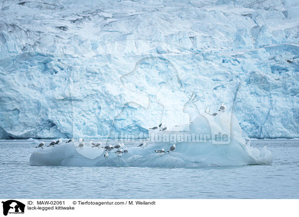 Dreizehenmwe / lack-legged kittiwake / MAW-02061
