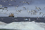 Black-legged Kittiwake