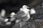 black-legged kittiwake