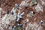 black-legged kittiwakes