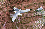 black-legged kittiwakes