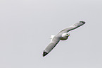 black-legged kittiwake