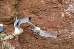 black-legged kittiwakes