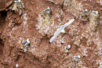 black-legged kittiwake