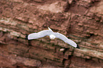 black-legged kittiwake