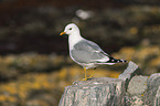 black-legged kittiwake