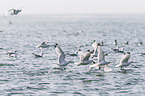 black-legged kittiwakes