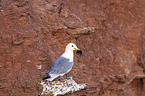 black-legged kittiwake