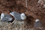 black-legged kittiwakes