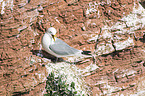 black-legged kittiwake