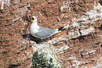 black-legged kittiwake