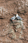 black-legged kittiwakes