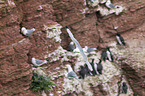 black-legged kittiwake