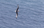 black-legged kittiwake