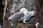 black-legged kittiwakes