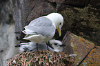 black-legged kittiwakes