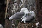 black-legged kittiwakes