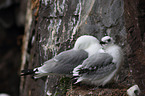 black-legged kittiwakes