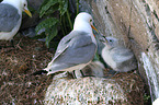 black-legged kittiwakes