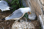 black-legged kittiwakes
