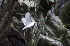 black-legged kittiwake